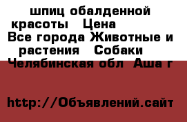 шпиц обалденной красоты › Цена ­ 22 000 - Все города Животные и растения » Собаки   . Челябинская обл.,Аша г.